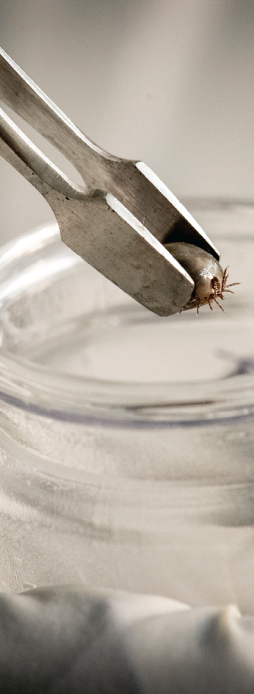 A tick being pulled from a clear glass jar by metal tweezers.